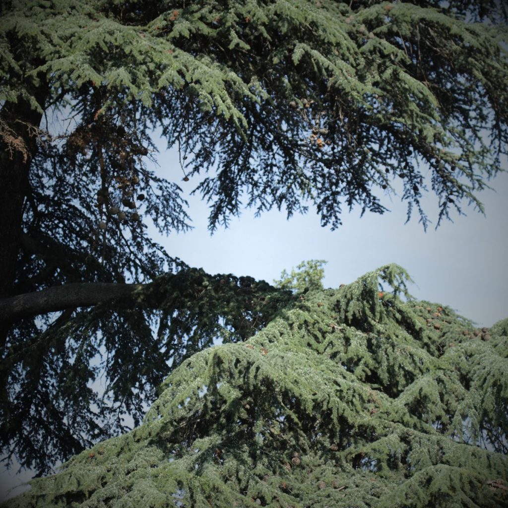 Protege arbre souple pour les chantiers TÉO